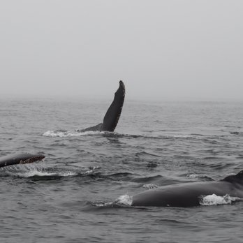 Discovery Whale Watch - Fin slap! Whales, sea lions, everywhere! - Whale Watching Tours Near Me - Monterey, California Discovery Whale Watch - Fin slap! Whales, sea lions, everywhere! - Whale Watching Tours Near Me - Monterey, California