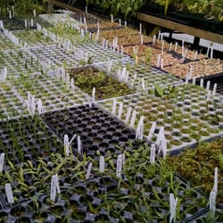 Orchids For the People - New babies everywhere!