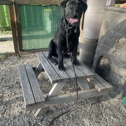 Wet Nose Training - Zeke, 7 months old
