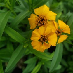 Rumley Nursery