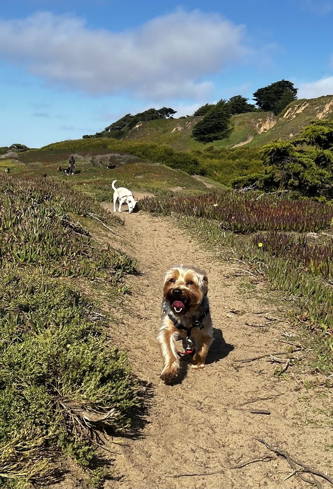 WonderWagz - pet boarding facility in San Francisco, CA
