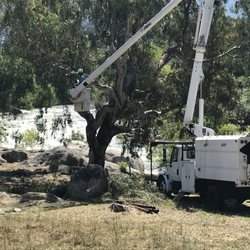 Gene Castro's Tree Service