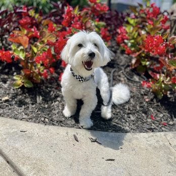 Ultimate Canine - Pet Training Near Me - Westfield, Indiana