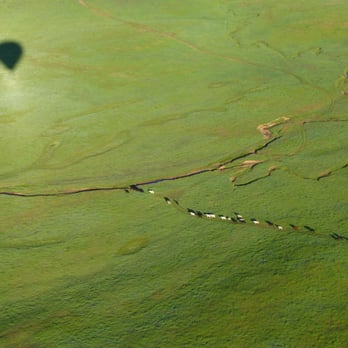 Sky Drifters - Cows in our shadow. - Hot Air Balloons Near Me - Rancho Murieta, California Sky Drifters - Cows in our shadow. - Hot Air Balloons Near Me - Rancho Murieta, California