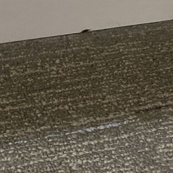 Hampton Inn & Suites Palmdale - Baby cockroach - Hotels Near Me - Palmdale, California