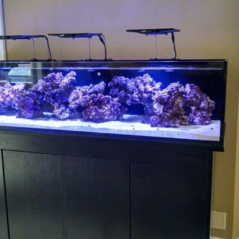 Tank Smart Aquariums - Aquarium Services Near Me - Lake Worth, Florida