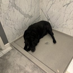 At least one of us gets some use out of our shower - A black dog is resting on a shower tray in a bathroom with marble-patterned walls and a gray carpeted floor.