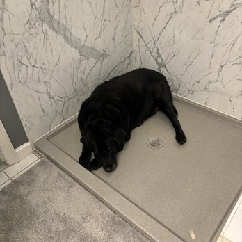 Long Home - At least one of us gets some use out of our shower - A black dog is resting on a shower tray in a bathroom with marble-patterned walls and a gray carpeted floor. - Roofing Near Me - Taunton, Massachusetts