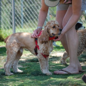 Doyle Community Dog Park - Dog Parks Near Me - San Diego, California Doyle Community Dog Park - Dog Parks Near Me - San Diego, California