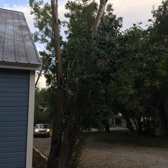 Ortiz Tree Trimming - After 4 - Tree Services Near Me Ortiz Tree Trimming - After 4 - Tree Services Near Me