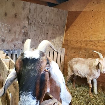 Plan Bee Farm Brewery - Goat friends. - Breweries Near Me - Poughkeepsie, New York
