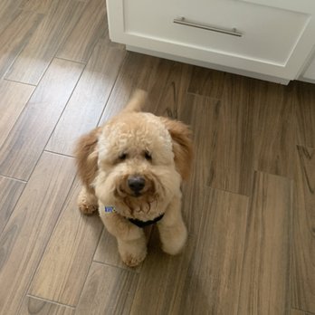 Ooh Puppy - Butterscotch at home - Pet Groomers Near Me - La Mirada, California