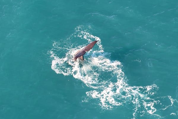 Wings Over Whales | Kaikoura Whale Watching by null