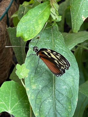 The Original Mackinac Island Butterfly House & Insect World by null