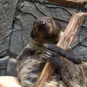 Wildlife Learning Center - Petting a sloth. - Zoos Near Me - Sylmar, California