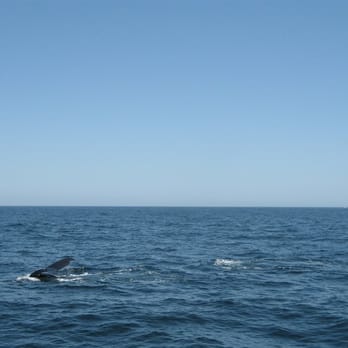 Cape Ann Whale Watch - Humpbacks!!!!!!!!!!!!!! - Boat Charters Near Me - Gloucester, Massachusetts Cape Ann Whale Watch - Humpbacks!!!!!!!!!!!!!! - Boat Charters Near Me - Gloucester, Massachusetts