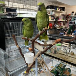 Figueroa Pets Supplies - Yellow Naped Amazon