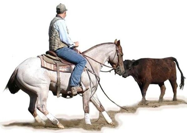 SWT CUTTING HORSES BOARDING & HORSE TRAINING Logo