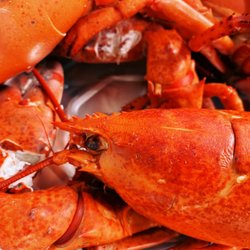 Cooked and cracked lobster