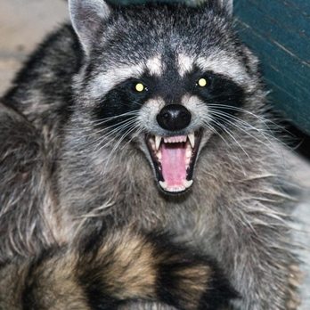 ASAP All Solutions All Pests - raccoon - Pest Control Near Me - Houston, Texas