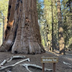 McKinley Tree