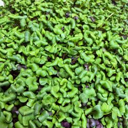 Field to Fork Urban Farm