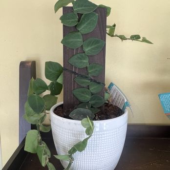 Fertile Earth Nursery - Shingling vine houseplant - Nurseries & Gardening Near Me - Taft, California