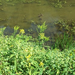 Ohio Canal Corridor - This is the real duck dynasty. Not those rich wanna-bes.