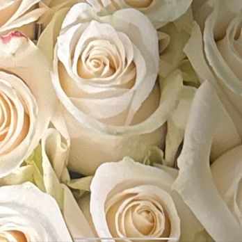 Ella’s Catering Floral - Premium white roses - Floral Designers Near Me Ella’s Catering Floral - Premium white roses - Floral Designers Near Me