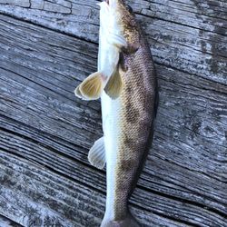 Granada Pier Bait & Tackle