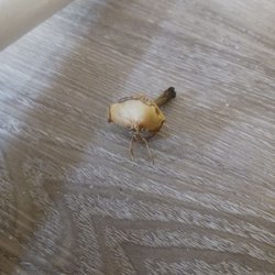 A piece of pear on the floor from her 2nd day there.