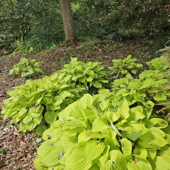 Glencairn Garden - Hosta Heaven - Botanical Gardens Near Me - Rock Hill, South Carolina Glencairn Garden - Hosta Heaven - Botanical Gardens Near Me - Rock Hill, South Carolina