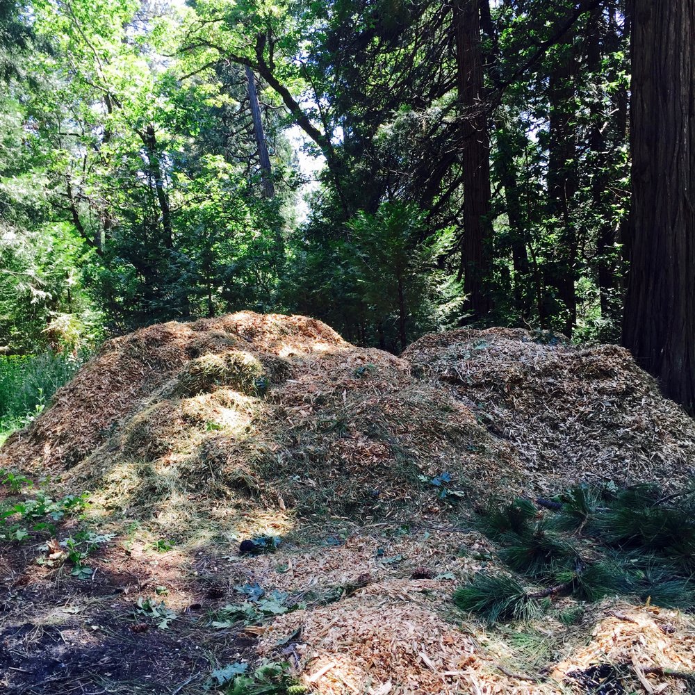 Crown Tree Service - Included chipping service. - Tree Services Near Me - Nevada City, California Crown Tree Service - Included chipping service. - Tree Services Near Me - Nevada City, California