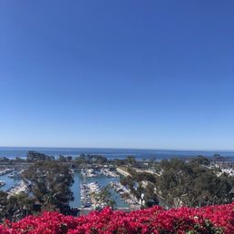 Bougainvilleas and harbor view.