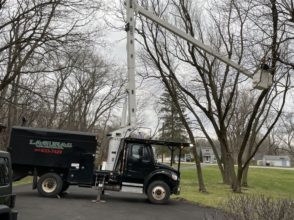 Lagunas Tree Service - tree service in Round Lake Beach, IL
