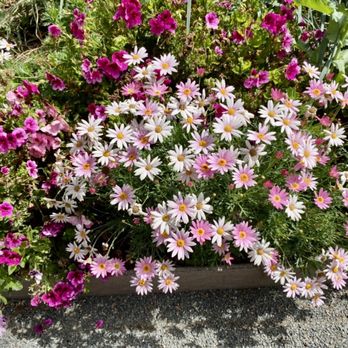Armstrong Garden Centers - Flower display at Armstrong - Nurseries & Gardening Near Me - Carlsbad, California Armstrong Garden Centers - Flower display at Armstrong - Nurseries & Gardening Near Me - Carlsbad, California