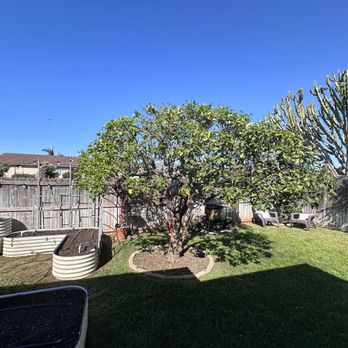 Rodriguez Tree Services - Tree Services Near Me Rodriguez Tree Services - Tree Services Near Me