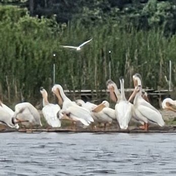 Diamond Lake Resort - Pelicans - Boating Near Me - Atwater, Minnesota Diamond Lake Resort - Pelicans - Boating Near Me - Atwater, Minnesota