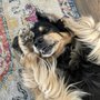 Countryside Pet Clinic & Resort