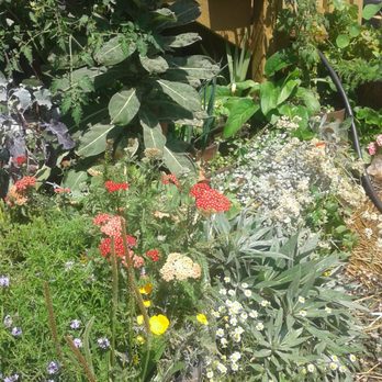 Rambunctious Gardens - a variety of flowers - Gardeners Near Me Rambunctious Gardens - a variety of flowers - Gardeners Near Me