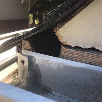 Solitude Pest Solutions - Rodent chew hole. We put ladders up and find where critters are accessing the attic. - Wildlife Control Near Me - Suwanee, Georgia Solitude Pest Solutions - Rodent chew hole. We put ladders up and find where critters are accessing the attic. - Wildlife Control Near Me - Suwanee, Georgia