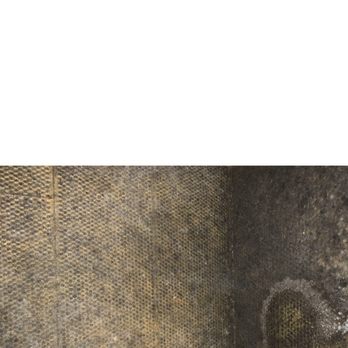 TexCen Realty - Black Mold - Property Management Near Me - Kyle, Texas