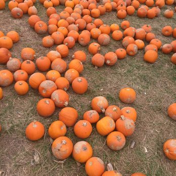Burger Farm & Garden Center - What was left of the pumpkins. - Nurseries & Gardening Near Me - Cincinnati, Ohio