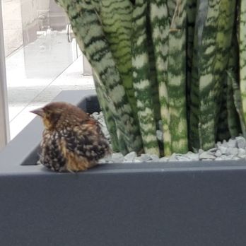 Offshore Rooftop - A friend came and joined us. - New American Near Me - Chicago, Illinois