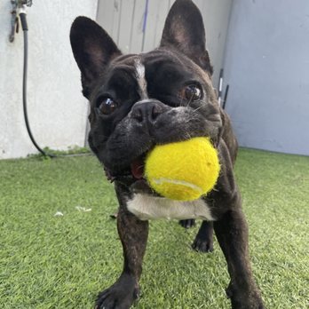 Social Pawz - Milo! - Pet Boarding Near Me - Oakland Park, Florida Social Pawz - Milo! - Pet Boarding Near Me - Oakland Park, Florida