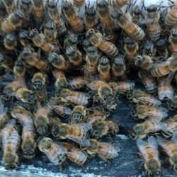 Hive Five Apiary & Bee Supply
