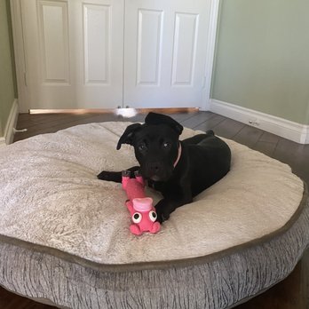 Priceless Pet Rescue - Costa Mesa - Our first foster fail, Athena - Pet Adoption Near Me - Costa Mesa, California Priceless Pet Rescue - Costa Mesa - Our first foster fail, Athena - Pet Adoption Near Me - Costa Mesa, California