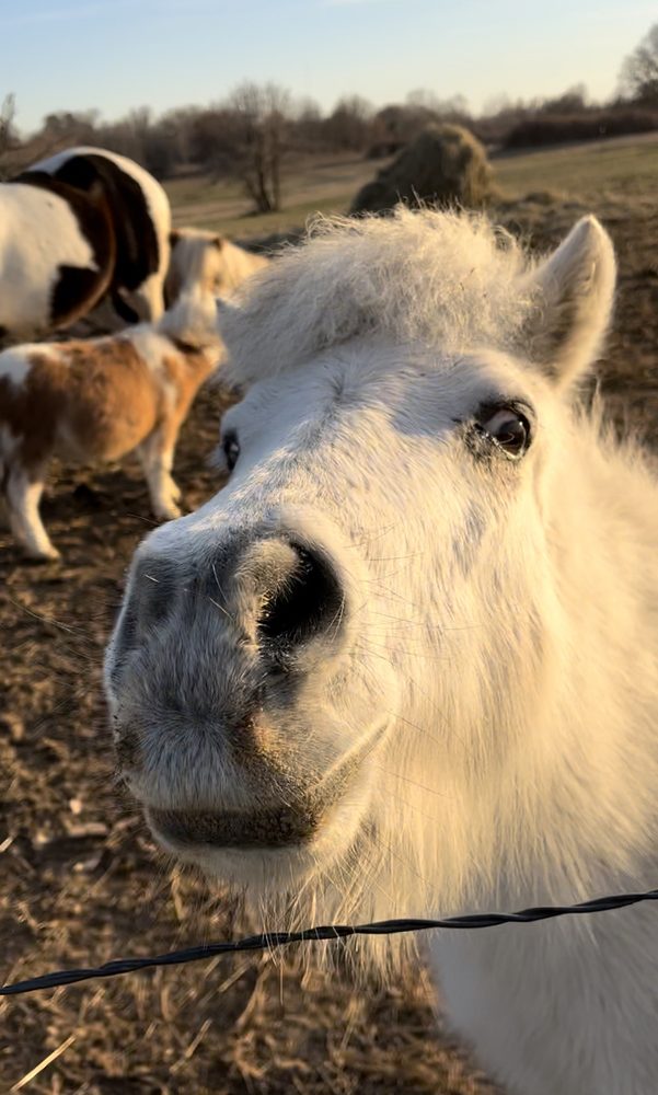 Mini Cuddles Mobile Ranch Logo