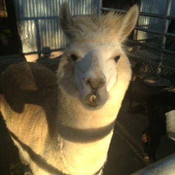 Montebello Barnyard Zoo - Toothsome llama - Petting Zoos Near Me - Montebello, California Montebello Barnyard Zoo - Toothsome llama - Petting Zoos Near Me - Montebello, California
