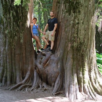 Ross Creek Cedars - A couple lil cedars - Hiking Near Me - Libby, Montana Ross Creek Cedars - A couple lil cedars - Hiking Near Me - Libby, Montana